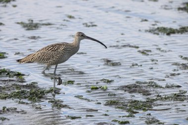 Uzak Doğu Curlew (Numenius madagascariensis) Japonya 'da