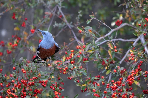 Blue Rock Thrush Monticola Solitarius Philippensis Pes Japonsku — Stock fotografie