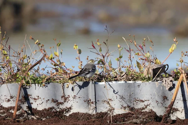 Wagtail Citrino Motacilla Citreola Japón —  Fotos de Stock