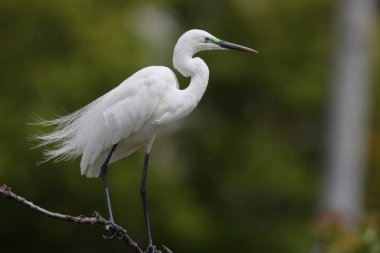 Büyük Akbalıkçıl (Ardea alba tevazu) kuş tüyü 