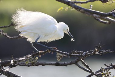 Japonya 'da küçük balıkçıl (Egretta garzetta)