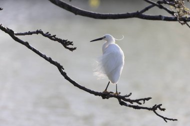 Japonya 'da küçük balıkçıl (Egretta garzetta)