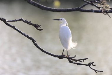 Japonya 'da küçük balıkçıl (Egretta garzetta)