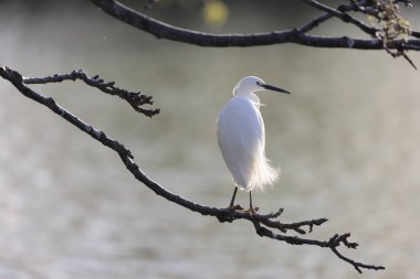 Japonya 'da küçük balıkçıl (Egretta garzetta)