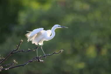 Büyük Akbalıkçıl (Ardea alba tevazu) kuş tüyü 