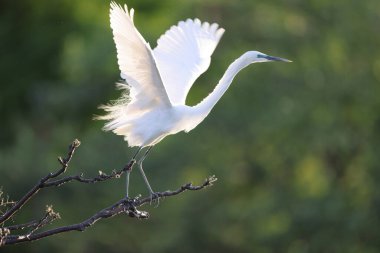 Büyük Akbalıkçıl (Ardea alba tevazu) kuş tüyü 