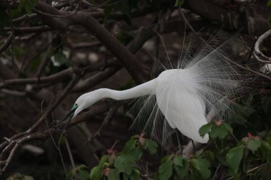 Büyük Akbalıkçıl (Ardea alba tevazu) kuş tüyü 