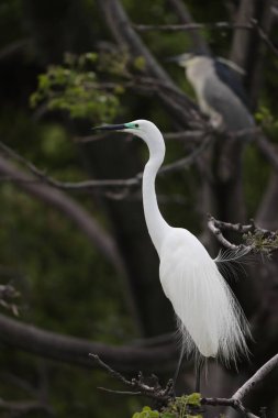 Büyük Akbalıkçıl (Ardea alba tevazu) kuş tüyü 