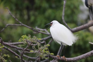 Japonya 'da küçük balıkçıl (Egretta garzetta)