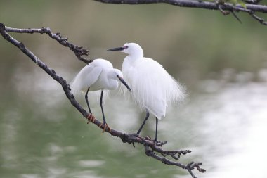 Japonya 'da küçük balıkçıl (Egretta garzetta)