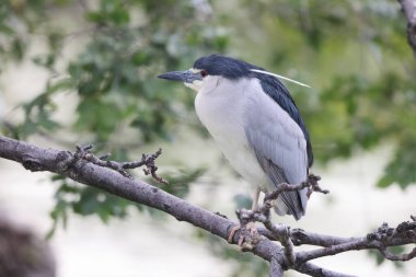 siyah taç gece balıkçılı (nycticorax nycticorax)-Japonya