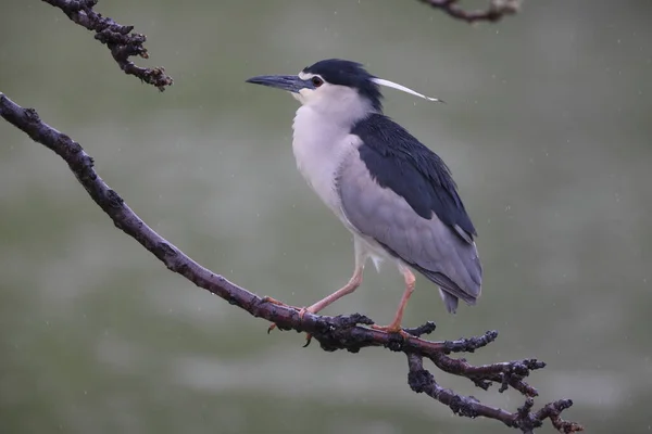 Héron Nuit Nycticorax Nycticorax Japon — Photo