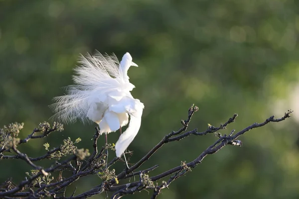 Büyük Akbalıkçıl (Ardea alba tevazu) kuş tüyü 