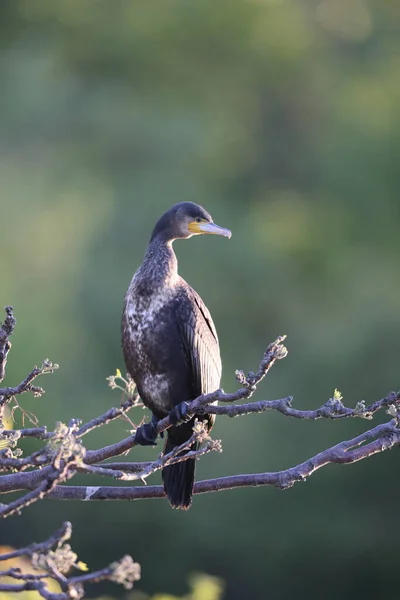 Great Cormorant Phalacrocorax Carbo Hanedae Japan — Stock Photo, Image
