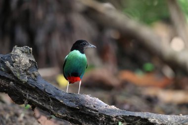 Papuan başlıklı Pitta (Pitta sordida novaeguineae) Papua Yeni Gine 'de