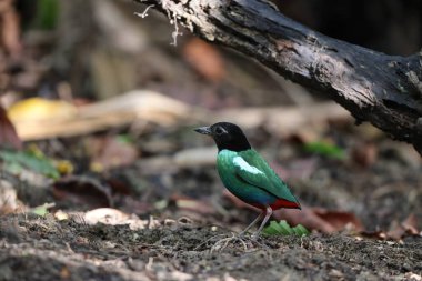 Papuan başlıklı Pitta (Pitta sordida novaeguineae) Papua Yeni Gine 'de