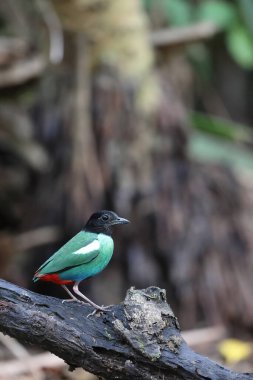 Papuan başlıklı Pitta (Pitta sordida novaeguineae) Papua Yeni Gine 'de