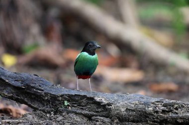 Papuan başlıklı Pitta (Pitta sordida novaeguineae) Papua Yeni Gine 'de