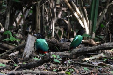 Papuan başlıklı Pitta (Pitta sordida novaeguineae) Papua Yeni Gine 'de