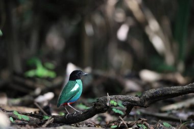 Papuan başlıklı Pitta (Pitta sordida novaeguineae) Papua Yeni Gine 'de