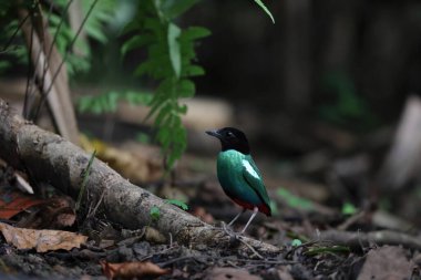 Papuan başlıklı Pitta (Pitta sordida novaeguineae) Papua Yeni Gine 'de