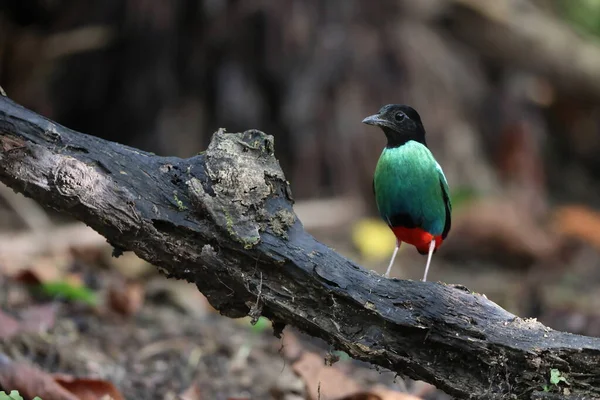 Papuansk Huva Pitta Pitta Sordida Novaeguineae Papua Nya Guinea — Stockfoto