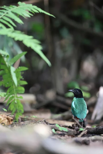 stock image Papuan hooded Pitta (Pitta sordida novaeguineae) in Papua New Guinea