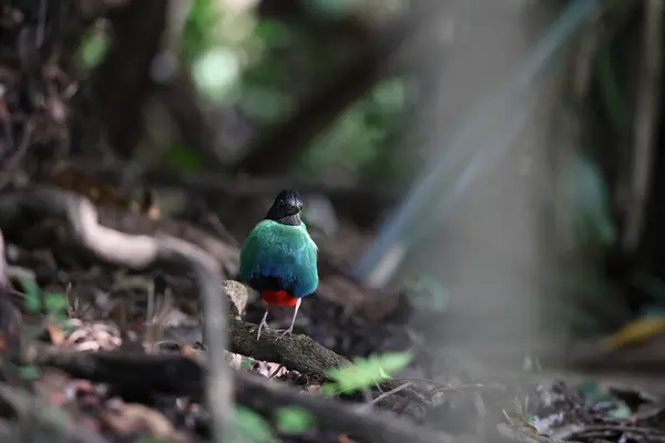 stock image Papuan hooded Pitta (Pitta sordida novaeguineae) in Papua New Guinea