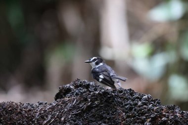 Papua Yeni Gine 'de Siyah Taraflı Robin (Poecilodryas hypoleuca)