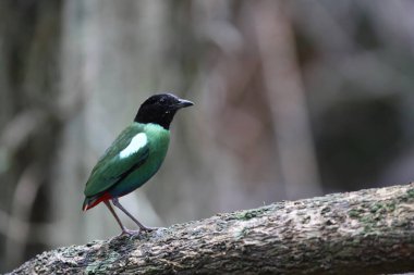 Papuan başlıklı Pitta (Pitta sordida novaeguineae) Papua Yeni Gine 'de