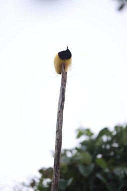 Papua Yeni Gine 'de 12 kablolu cennet kuşu (Seleucidis melanoleucus)