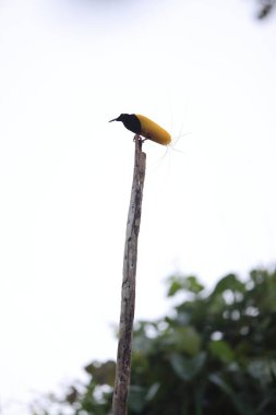 Papua Yeni Gine 'de 12 kablolu cennet kuşu (Seleucidis melanoleucus)