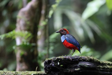 Papua Yeni Gine 'de Papuan Pitta veya Kırmızı Göbekli Pitta (Erythropitta macklotii)