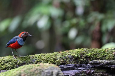 Papua Yeni Gine 'de Papuan Pitta veya Kırmızı Göbekli Pitta (Erythropitta macklotii)