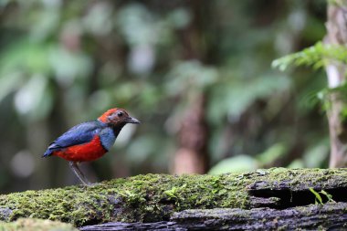 Papua Yeni Gine 'de Papuan Pitta veya Kırmızı Göbekli Pitta (Erythropitta macklotii)