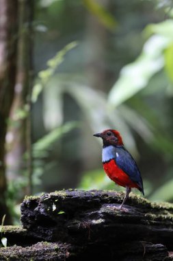 Papua Yeni Gine 'de Papuan Pitta veya Kırmızı Göbekli Pitta (Erythropitta macklotii)