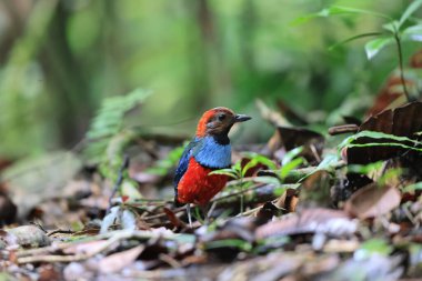Papua Yeni Gine 'de Papuan Pitta veya Kırmızı Göbekli Pitta (Erythropitta macklotii)