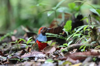 Papua Yeni Gine 'de Papuan Pitta veya Kırmızı Göbekli Pitta (Erythropitta macklotii)