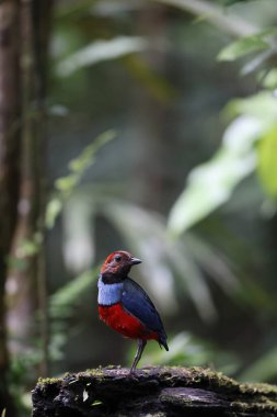 Papua Yeni Gine 'de Papuan Pitta veya Kırmızı Göbekli Pitta (Erythropitta macklotii)