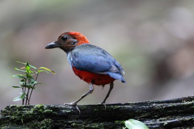 Papua Yeni Gine 'de Papuan Pitta veya Kırmızı Göbekli Pitta (Erythropitta macklotii)