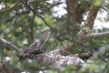 Papua Yeni Gine 'de Papuan kurbağa ağzı (Podargus papuensis)