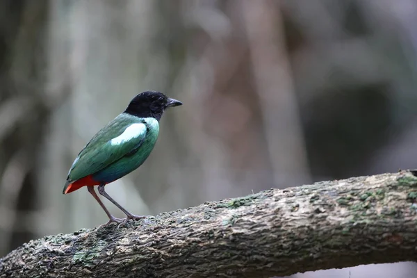 Papuan başlıklı Pitta (Pitta sordida novaeguineae) Papua Yeni Gine 'de