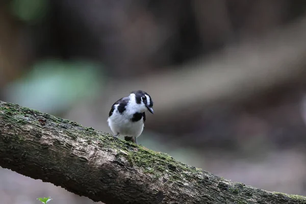 파푸아뉴기니에 Poecilodryas Hypoleuca — 스톡 사진