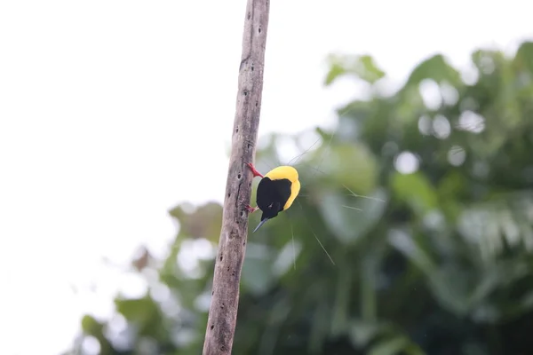 Papua Yeni Gine Kablolu Cennet Kuşu Seleucidis Melanoleucus — Stok fotoğraf