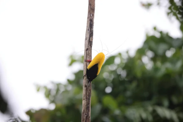 Dvanáct Drátový Pták Ráj Seleucidis Melanoleucus Papua Nové Guinea — Stock fotografie