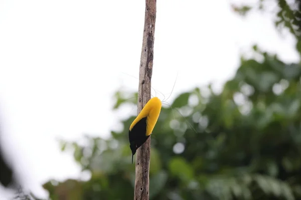 Двенадцатипроводная Райская Птица Seleucidis Melanoleucus Папуа Новой Гвинее — стоковое фото