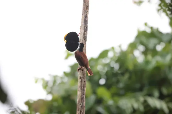 Pájaro Del Paraíso Con Doce Cables Seleucidis Melanoleucus Papúa Nueva —  Fotos de Stock
