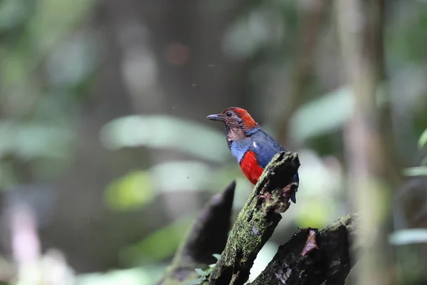 Papua Pitta Lub Pita Czerwonobrzucha Erythropitta Macklotii Papui Nowej Gwinei — Zdjęcie stockowe