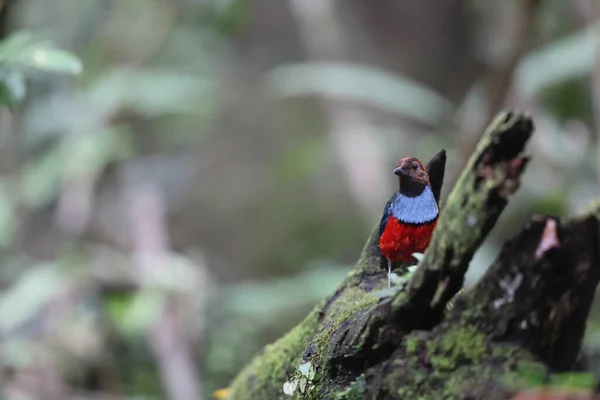 巴布亚新几内亚的Papuan Pitta或Red Bellied Pitta Erythropitta Macklotii — 图库照片