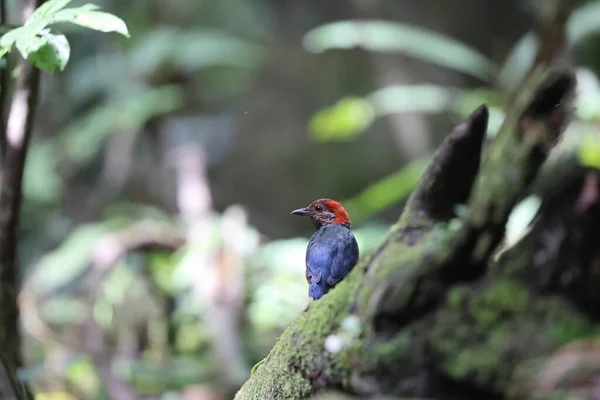 Papua Yeni Gine Papuan Pitta Veya Kırmızı Göbekli Pitta Erythropitta — Stok fotoğraf
